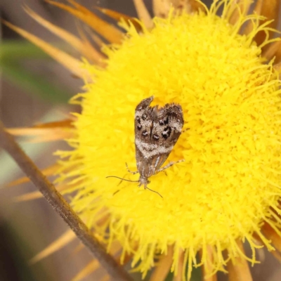 Tebenna micalis (Small Thistle Moth) at Dryandra St Woodland - 11 Dec 2022 by ConBoekel