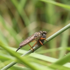 Cerdistus sp. (genus) (Yellow Slender Robber Fly) at Dryandra St Woodland - 11 Dec 2022 by ConBoekel
