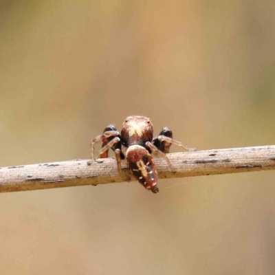 Sandalodes superbus (Ludicra Jumping Spider) at Dryandra St Woodland - 11 Dec 2022 by ConBoekel