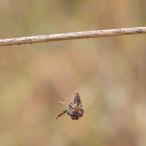 Sandalodes superbus at O'Connor, ACT - 11 Dec 2022 02:48 PM