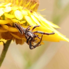 Opisthoncus serratofasciatus (Chevronned jumper) at O'Connor, ACT - 11 Dec 2022 by ConBoekel