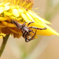 Opisthoncus nigrofemoratus at Dryandra St Woodland - 11 Dec 2022 by ConBoekel