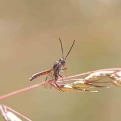 Pseudofoenus sp. (genus) (Unidentified bee-parasite wasp, burrowing bee parasite wasp) at Dryandra St Woodland - 11 Dec 2022 by ConBoekel