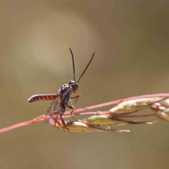 Pseudofoenus sp. (genus) at O'Connor, ACT - 11 Dec 2022