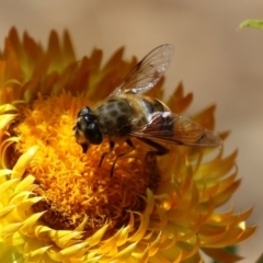 Eristalis tenax (Drone fly) at ANBG - 13 Dec 2022 by RodDeb