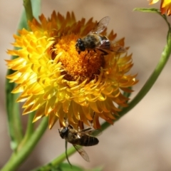 Eristalis tenax at Acton, ACT - 13 Dec 2022 02:23 PM