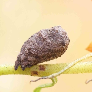 Cryptocephalinae (sub-family) at O'Connor, ACT - 11 Dec 2022