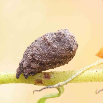 Cryptocephalinae (sub-family) (A case-bearing leaf beetle) at Dryandra St Woodland - 11 Dec 2022 by ConBoekel