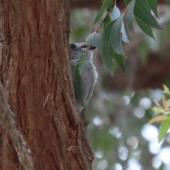 Colluricincla harmonica at Acton, ACT - 13 Dec 2022 12:31 PM