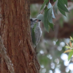 Colluricincla harmonica at Acton, ACT - 13 Dec 2022 12:31 PM