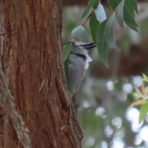 Colluricincla harmonica at Acton, ACT - 13 Dec 2022 12:31 PM