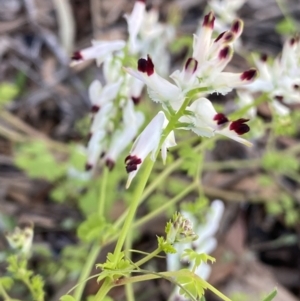 Fumaria capreolata at Ainslie, ACT - 23 Nov 2022 06:53 PM