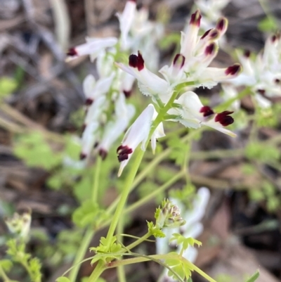 Fumaria capreolata (White Fumitory) at Mount Ainslie - 23 Nov 2022 by Ned_Johnston