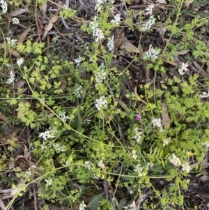 Fumaria capreolata at Ainslie, ACT - 23 Nov 2022