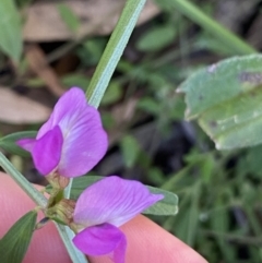 Vicia sativa (Common Vetch) at Ainslie, ACT - 23 Nov 2022 by NedJohnston