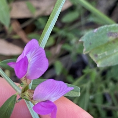 Vicia sativa (Common Vetch) at Ainslie, ACT - 23 Nov 2022 by NedJohnston