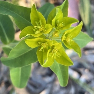 Euphorbia oblongata at Ainslie, ACT - 23 Nov 2022