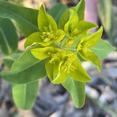 Euphorbia oblongata (Egg-leaf Spurge) at Ainslie, ACT - 23 Nov 2022 by Ned_Johnston