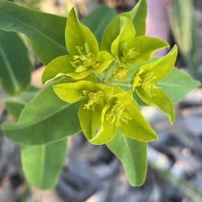 Euphorbia oblongata (Egg-leaf Spurge) at Mount Ainslie - 23 Nov 2022 by Ned_Johnston