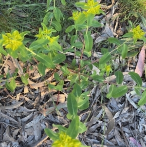 Euphorbia oblongata at Ainslie, ACT - 23 Nov 2022