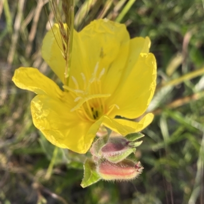 Oenothera stricta subsp. stricta (Common Evening Primrose) at Ainslie, ACT - 23 Nov 2022 by NedJohnston