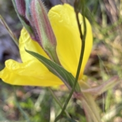 Oenothera stricta subsp. stricta at Ainslie, ACT - 23 Nov 2022