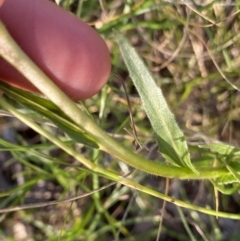 Oenothera stricta subsp. stricta at Ainslie, ACT - 23 Nov 2022