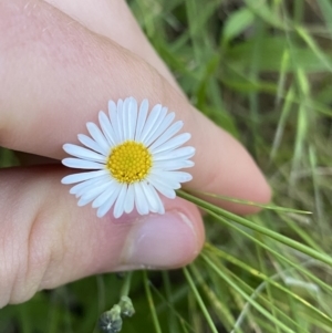 Erigeron karvinskianus at Ainslie, ACT - 23 Nov 2022 07:32 PM