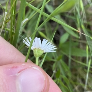 Erigeron karvinskianus at Ainslie, ACT - 23 Nov 2022