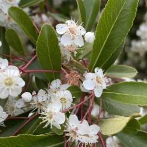 Pyracantha fortuneana at Ainslie, ACT - 23 Nov 2022