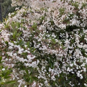 Pyracantha fortuneana at Ainslie, ACT - 23 Nov 2022