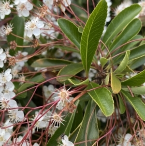 Pyracantha fortuneana at Ainslie, ACT - 23 Nov 2022