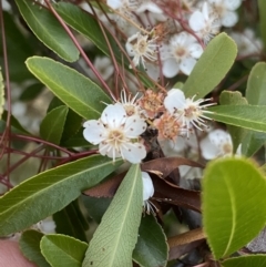 Pyracantha fortuneana at Ainslie, ACT - 23 Nov 2022