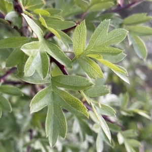 Crataegus monogyna at Ainslie, ACT - 23 Nov 2022