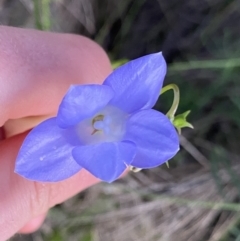 Wahlenbergia stricta subsp. stricta (Tall Bluebell) at Ainslie, ACT - 23 Nov 2022 by NedJohnston