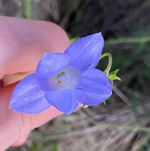 Wahlenbergia stricta subsp. stricta at Ainslie, ACT - 23 Nov 2022