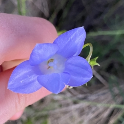 Wahlenbergia stricta subsp. stricta (Tall Bluebell) at Ainslie, ACT - 23 Nov 2022 by Ned_Johnston