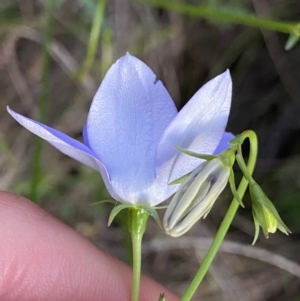 Wahlenbergia stricta subsp. stricta at Ainslie, ACT - 23 Nov 2022 07:53 PM