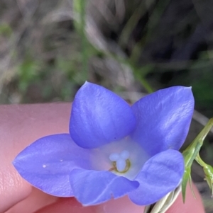 Wahlenbergia stricta subsp. stricta at Ainslie, ACT - 23 Nov 2022 07:53 PM