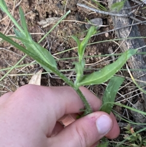 Wahlenbergia stricta subsp. stricta at Ainslie, ACT - 23 Nov 2022 07:53 PM