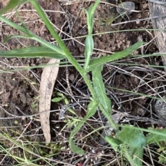 Wahlenbergia stricta subsp. stricta at Ainslie, ACT - 23 Nov 2022