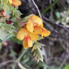 Pultenaea spinosa (Spiny Bush-pea, Grey Bush-pea) at Ainslie, ACT - 23 Nov 2022 by NedJohnston