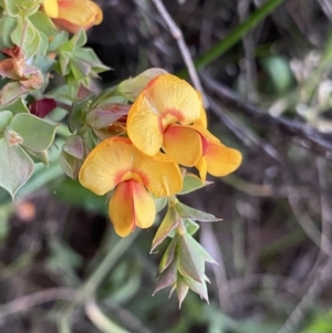 Pultenaea spinosa at Ainslie, ACT - 23 Nov 2022