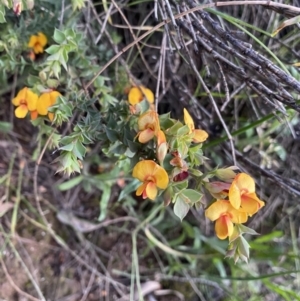 Pultenaea spinosa at Ainslie, ACT - 23 Nov 2022