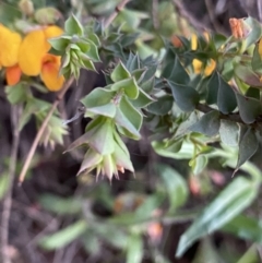 Pultenaea spinosa at Ainslie, ACT - 23 Nov 2022 07:54 PM