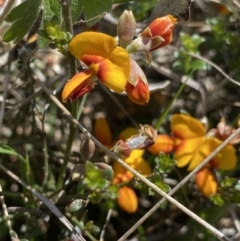 Mirbelia oxylobioides (Mountain Mirbelia) at Rendezvous Creek, ACT - 24 Nov 2022 by NedJohnston
