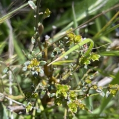 Mirbelia oxylobioides at Rendezvous Creek, ACT - 24 Nov 2022