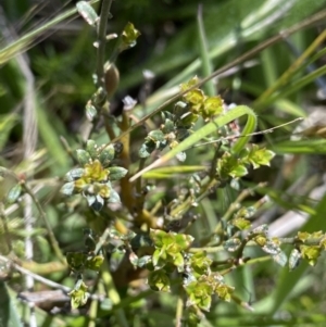 Mirbelia oxylobioides at Rendezvous Creek, ACT - 24 Nov 2022 10:19 AM