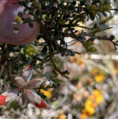 Mirbelia oxylobioides at Rendezvous Creek, ACT - 24 Nov 2022