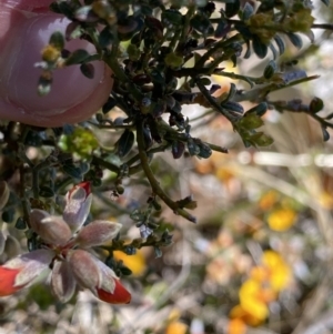 Mirbelia oxylobioides at Rendezvous Creek, ACT - 24 Nov 2022